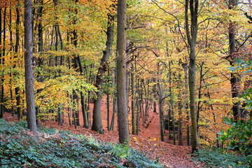 Autumn colour in beech woodland, Chantry Woods, Guildford, Surrey, UK
