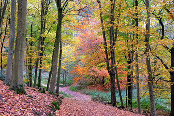 Autumn colour in beech woodland, Chantry Woods, Guildford, Surrey, UK