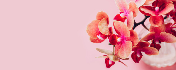 Orange Phalaenopsis Orchid Plant