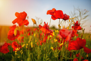 The setting sun on a field of poppies