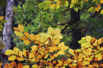 Autumn colour in beech woodland, Chantry Woods, Guildford, Surrey, UK