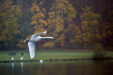 flying white swan at a lake in a park