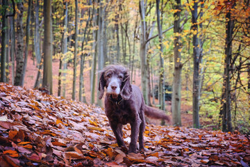 Brown working cocker spaniel stood among beech woods during the autumn, Chantry Woods, Guildford,...
