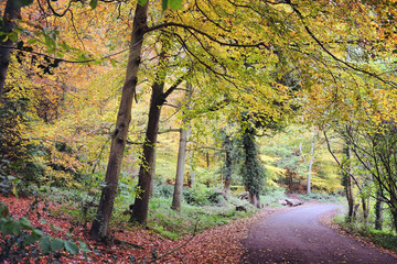 Autumn colour along a country lane, Chantry Woods, Guildford, Surrey, UK