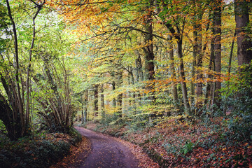 Obraz premium Autumn colour along a country lane, Chantry Woods, Guildford, Surrey, UK