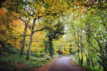 Fototapeta premium Autumn colour along a country lane, Chantry Woods, Guildford, Surrey, UK