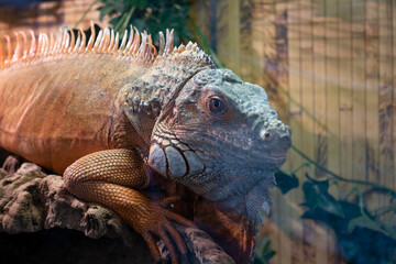 Portrait of a green Iguana Lizard, also known as the American iguana