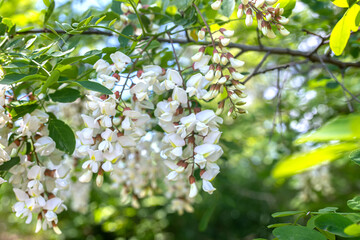 White flowers tree acacia. Blooming clusters of acacia. Honey spring plant. Collect nectar. Branches of black locust Robinia pseudoacacia . Closeup, macro.