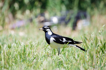Australian peewee, magpie lark bird also known as mudlark, feeding on a worm in its beak