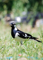 Australian peewee, magpie lark bird also known as mudlark, feeding on a worm in its beak