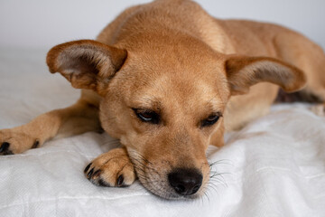 Sweet mixed-breed light brown dog lying down and looking down to the bed with sad eyes isolated on...