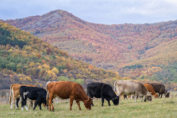 Cattle grazing surrounded by hills covered with colorful forests on an autumn day