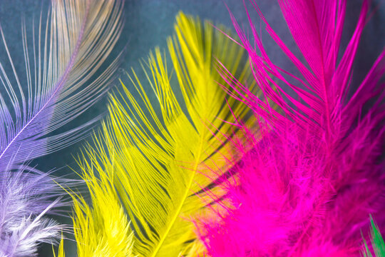 Yellow, pink, purple-white bird fluffy feathers on blue-grey background. Multicolored quills top view. Colorful backdrop. Macro plumes photography. Vibrant natural wallpaper. Soft tropical plumages. 
