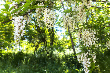 White flowers tree acacia. Blooming clusters of acacia. Honey spring plant. Collect nectar. Branches of black locust Robinia pseudoacacia . Closeup, macro.