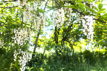 Fototapeta na wymiar White flowers tree acacia. Blooming clusters of acacia. Honey spring plant. Collect nectar. Branches of black locust Robinia pseudoacacia . Closeup, macro.