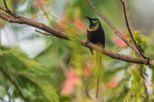 Bronze Sunbird - Nectarinia kilimensis, small beautiful colored perching bird from African gardens and woodlands, Bwindi, Uganda.