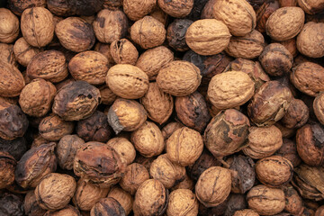Natural walnut background pattern texture. Abstract walnuts heap pattern background