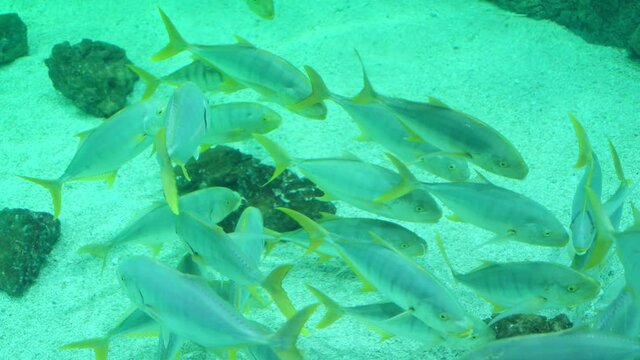 Horse mackerel family of marine ray-finned fish in an aquarium