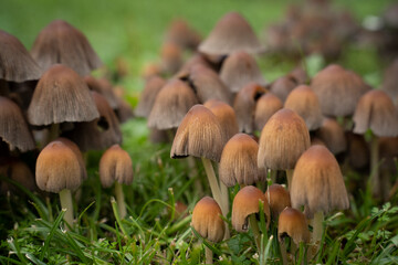 small brown mushrooms in the grass