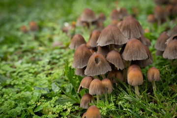 small brown mushrooms in the grass