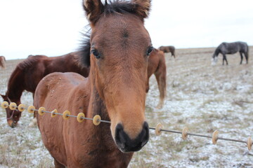 Portrait of a brown foal.