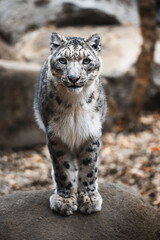 Snow leopard (Panthera uncia) detail portrait