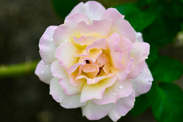 薔薇とハエと雫