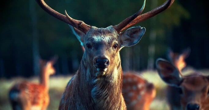 A male deer is looking at the camera in close-up, the focus is shifted to another animal, a curious female sika deer. A herd of wild animals. Deer in the meadow. Big horned sika deer.