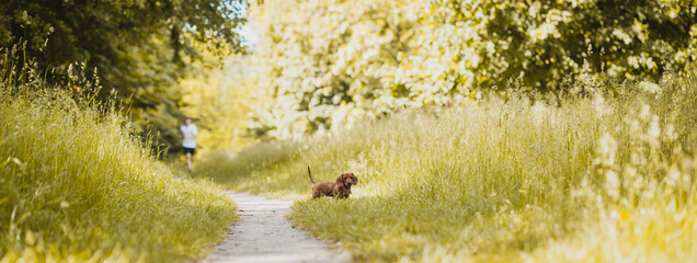Red dachshund walking in the park. cute puppy on the summer forest background