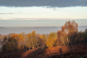 Golden autumnal fall tree and leaf colours at the Downs Banks, Barlaston in Staffordshire.