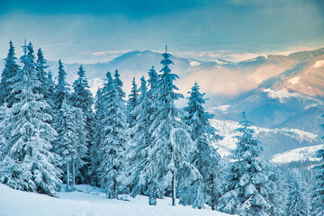 amazing winter landscape with snowy fir trees