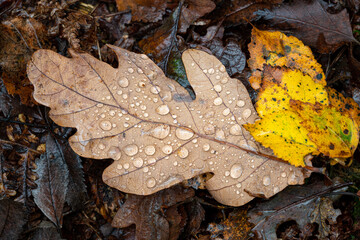 Raindrops on golden autumnal fall tree and leaf colours at the Downs Banks, Barlaston in Staffordshire, UK.