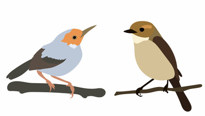 birds on branch in flat style vector, isolated