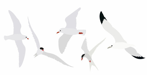 seagulls flying in flat style vector, isolated