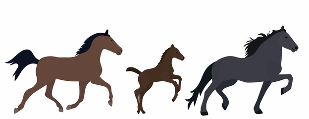 horses run in flat style vector, isolated