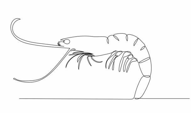 recommend clip art: shrimp drawing one continuous line vector