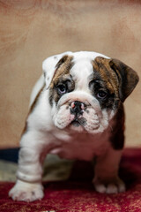 English bulldog puppy