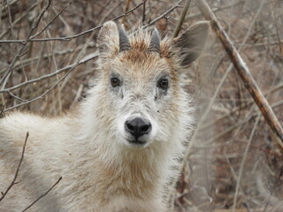森に潜むニホンカモシカ