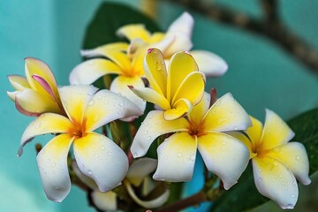 Macro closeup of White plumeria flowers with water droplets on the petals after the rain in the morning.