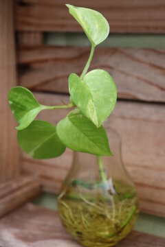 Planta Jiboia na agua