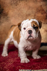 Fototapeta premium English bulldog puppy