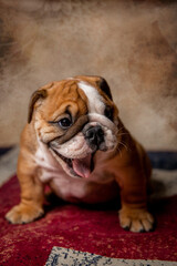 English bulldog puppy