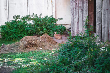 Straw and european rabbits sitting on farm yard. Cute domestic brown bunny near hay, soft selective focus