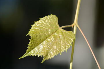 Beautiful colorful grape leaves light