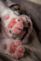 Puppy paws