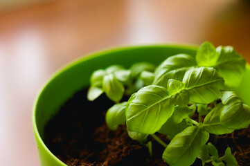 basil in a pot