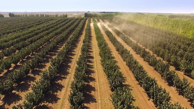 Hazelnut Trees Agriculture Organic Cultivation Field ; Aerial shot of a hazelnut plantation during harvest with a modern combine