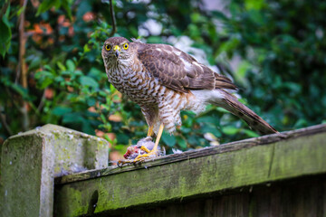 Sparrow Hawk feeding on prey