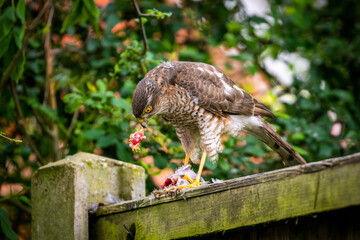 Sparrow Hawk feeding on prey