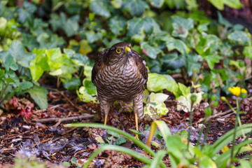 Sparrow Hawk feeding on prey